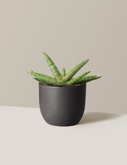 Snake Plant Starfish