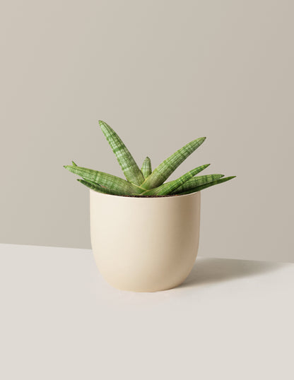 Snake Plant Starfish