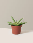 bundle | Medium | Grow Pot