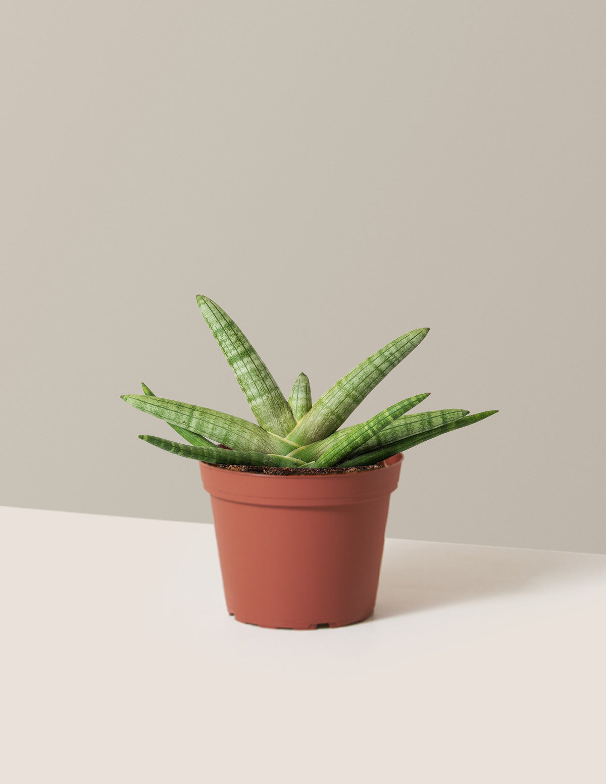 Snake Plant Starfish
