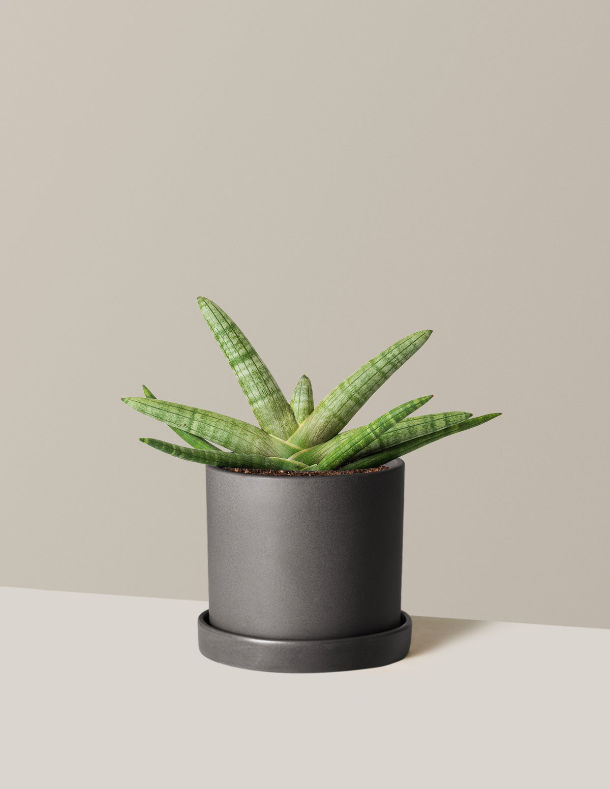 Snake Plant Starfish