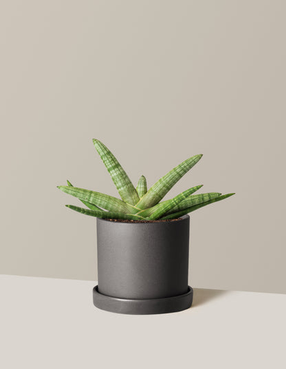 Snake Plant Starfish