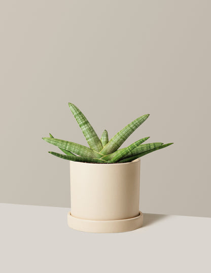 Snake Plant Starfish