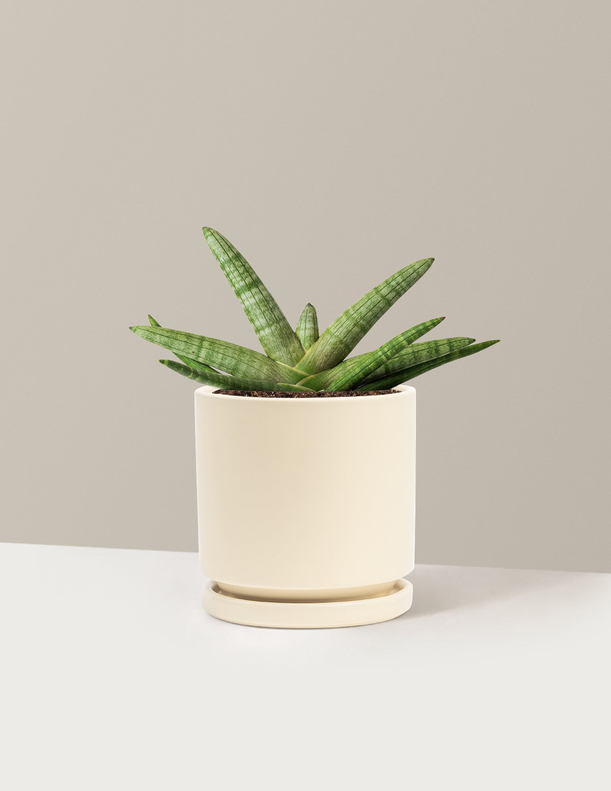 Snake Plant Starfish