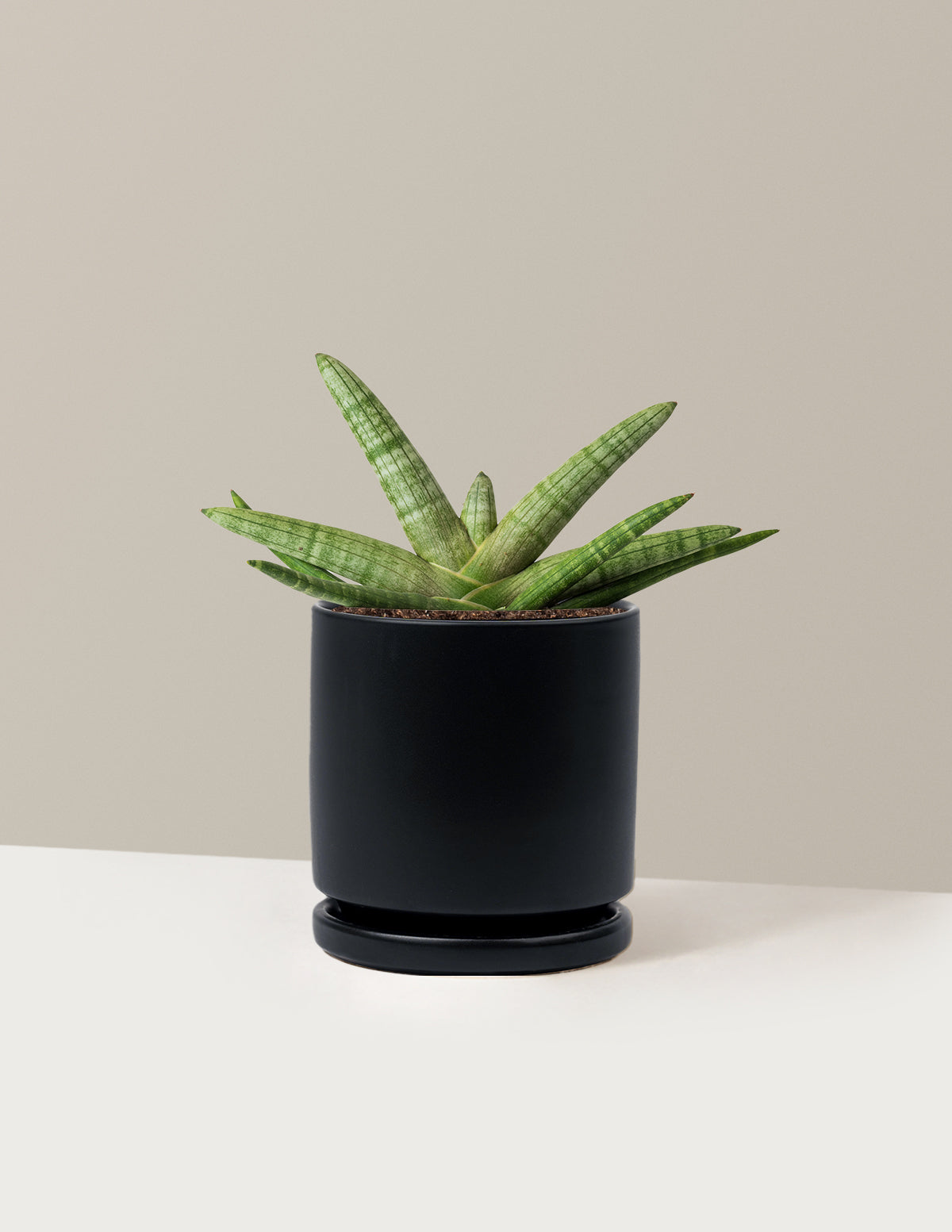 Snake Plant Starfish