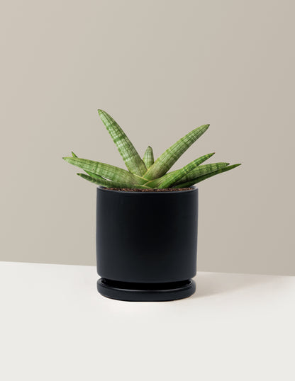 Snake Plant Starfish