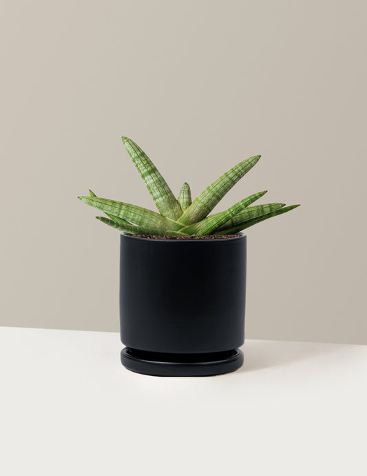 Snake Plant Starfish