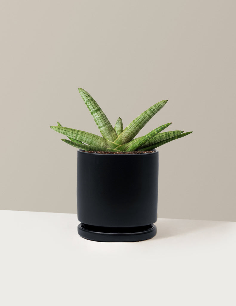 How to care for a Snake Plant Starfish