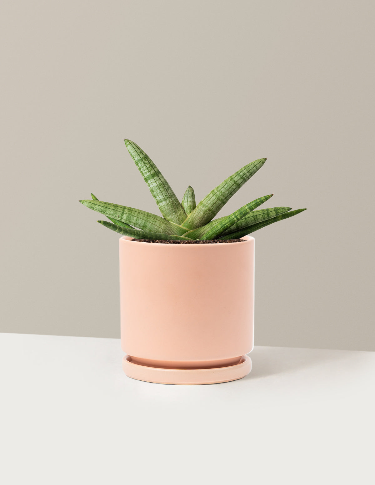 Snake Plant Starfish