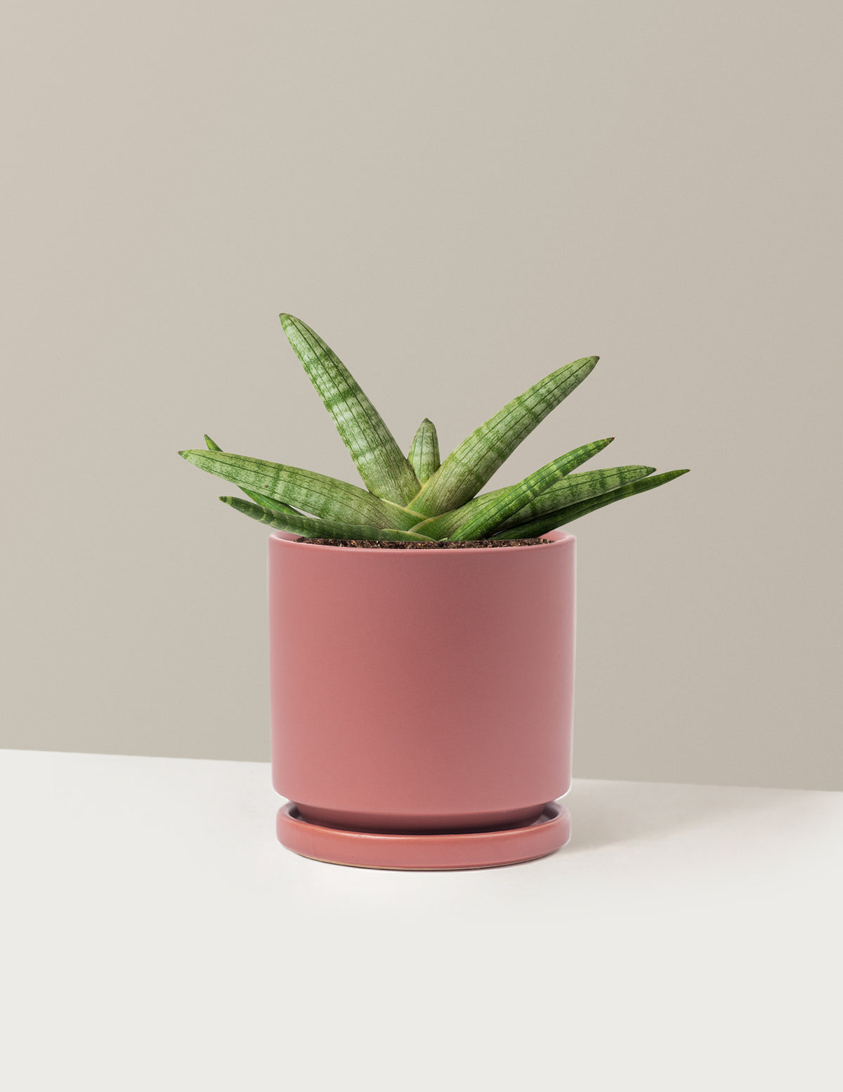 Snake Plant Starfish