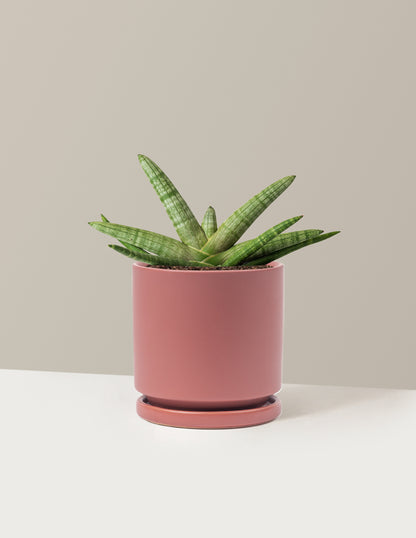Snake Plant Starfish