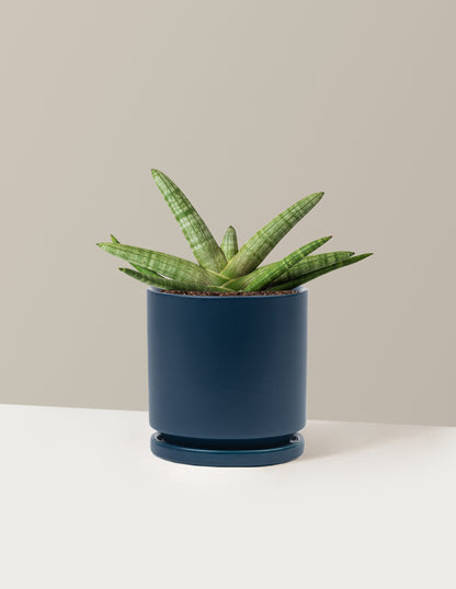 Snake Plant Starfish