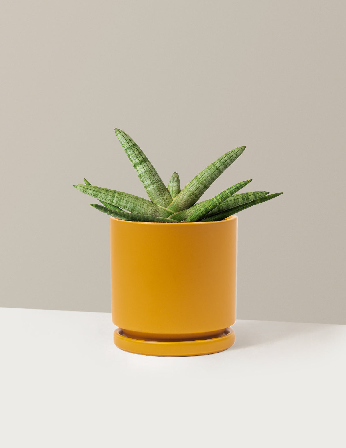 Snake Plant Starfish
