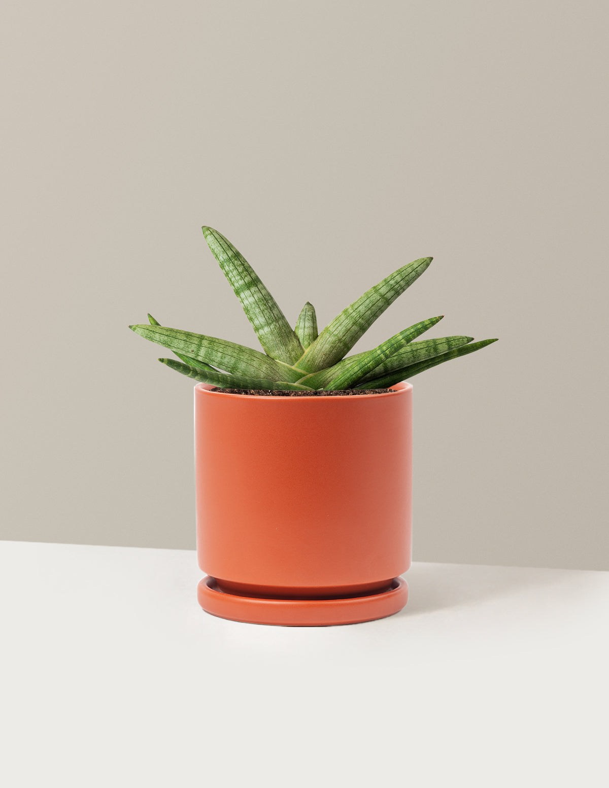 Snake Plant Starfish