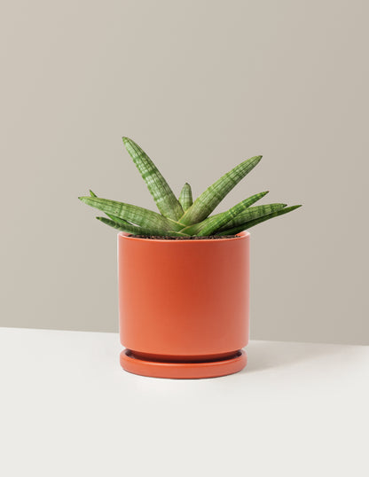 Snake Plant Starfish
