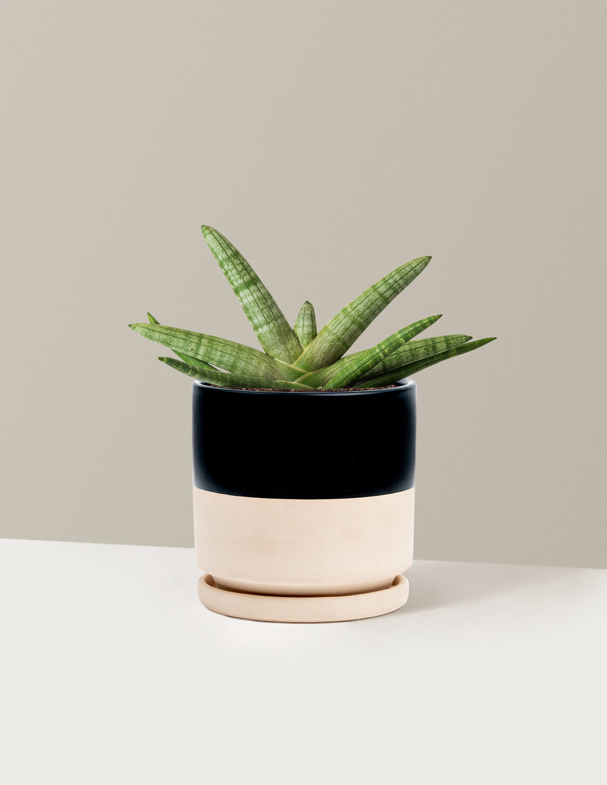 potbound starfish snake plant Snake Plant Starfish with Planter - Medium (3"-5" tall) Mustard Planter