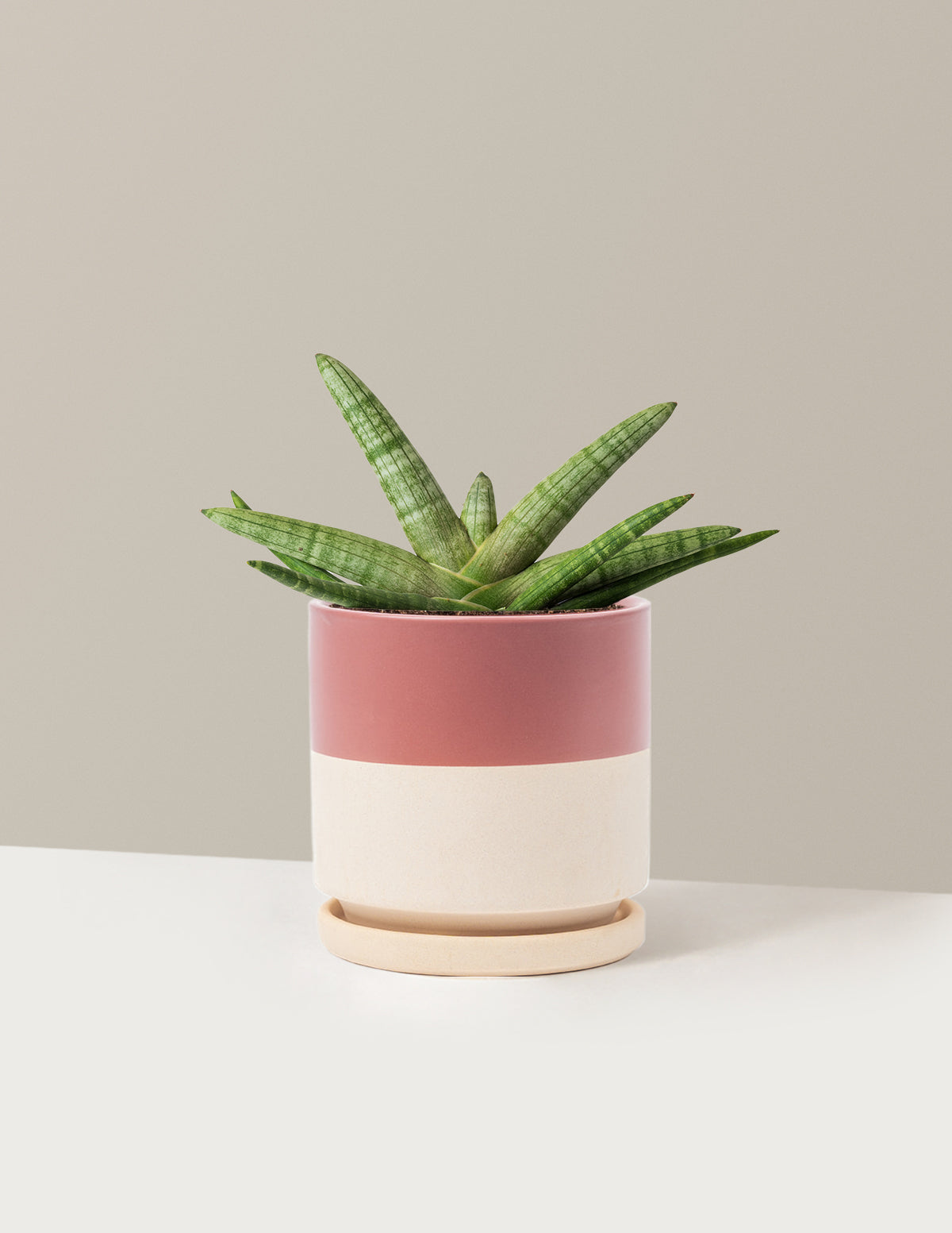 Snake Plant Starfish