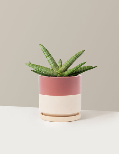 Snake Plant Starfish