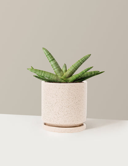 Snake Plant Starfish