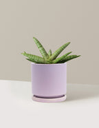 bundle | Medium | Isabella | Lavender