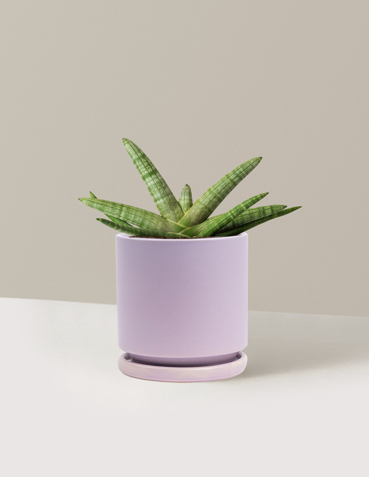 Snake Plant Starfish