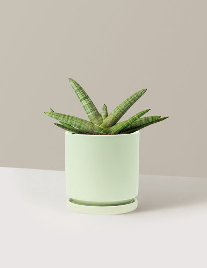 Snake Plant Starfish