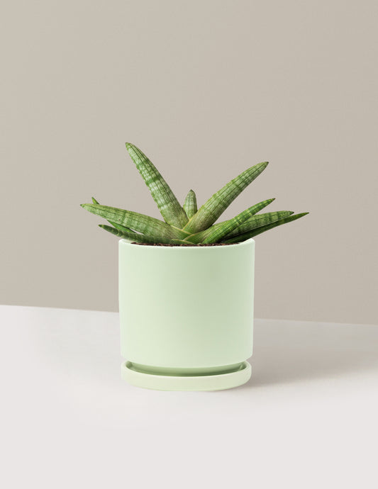 Snake Plant Starfish