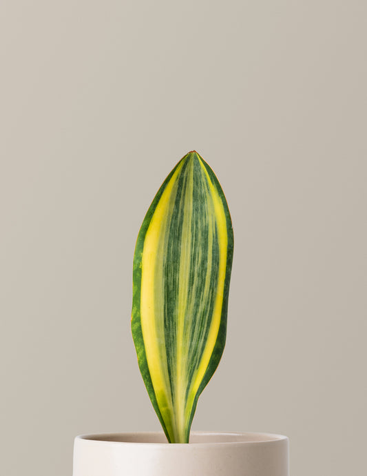 Variegated Whale Fin Snake Plant
