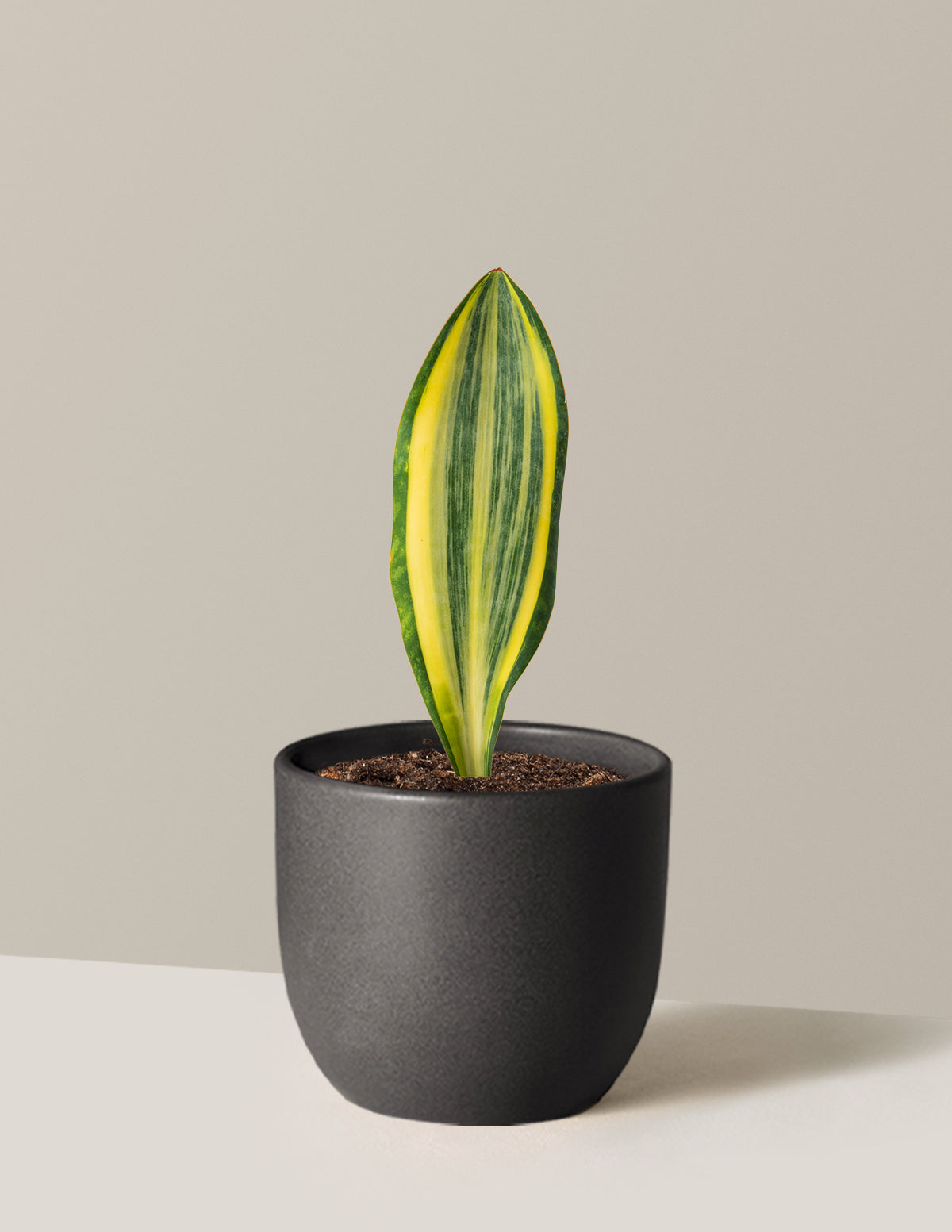 Variegated Whale Fin Snake Plant