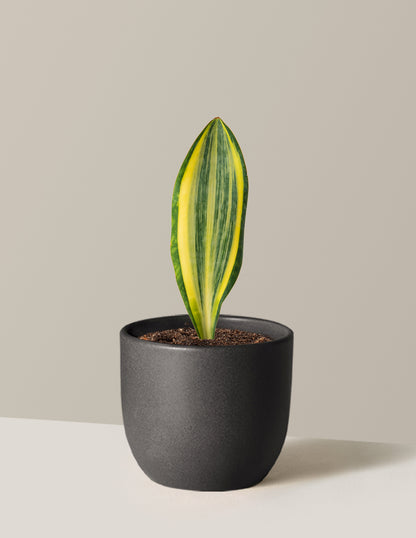 Variegated Whale Fin Snake Plant