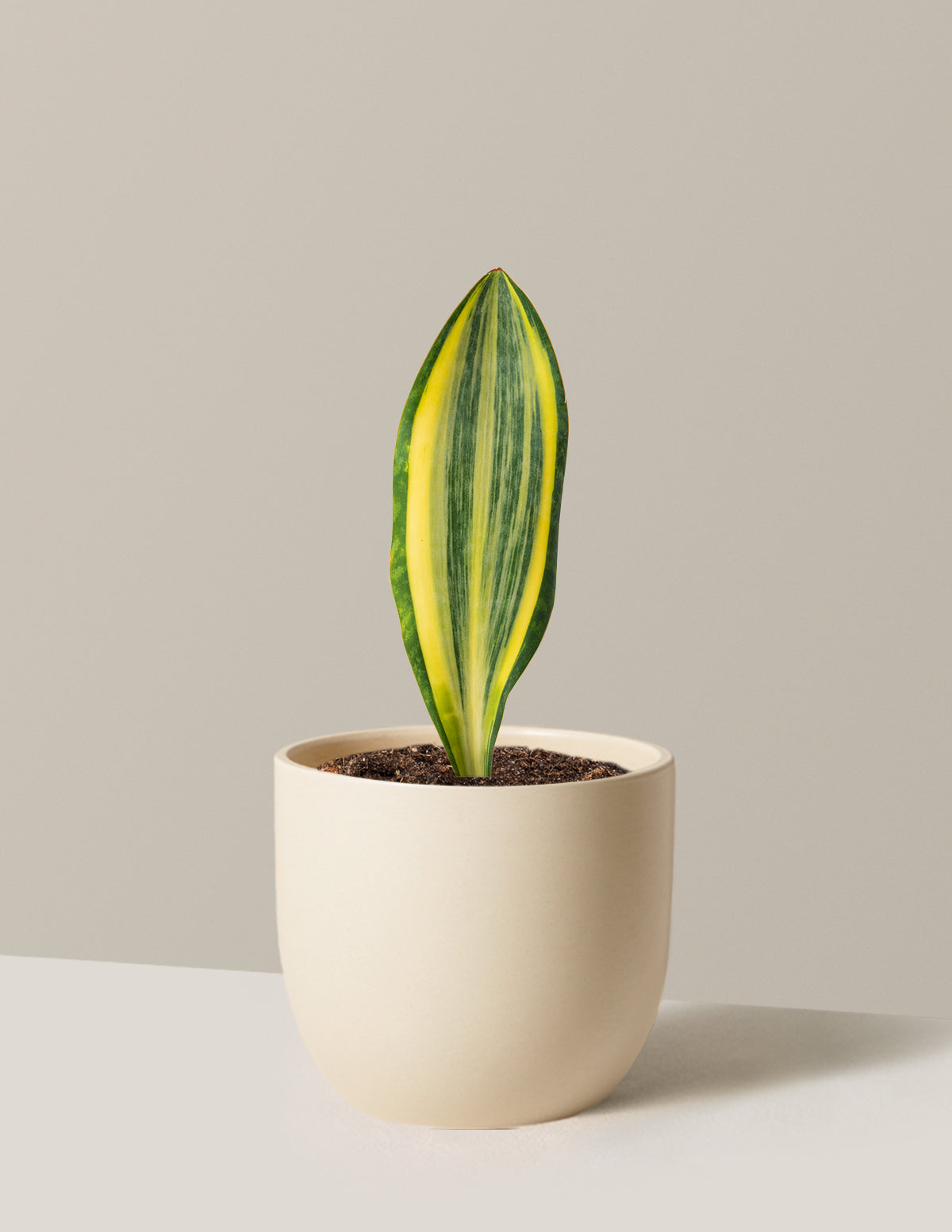 Variegated Whale Fin Snake Plant