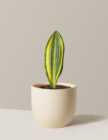 Variegated Whale Fin Snake Plant