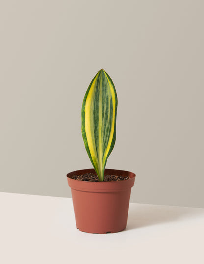 Variegated Whale Fin Snake Plant