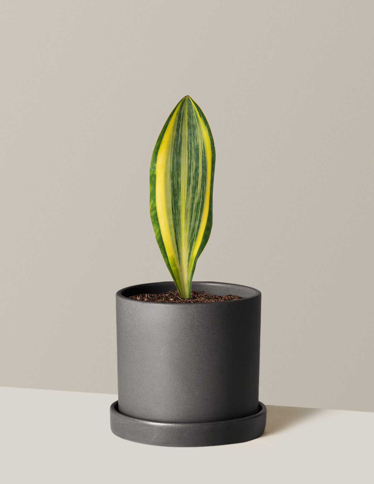 Variegated Whale Fin Snake Plant