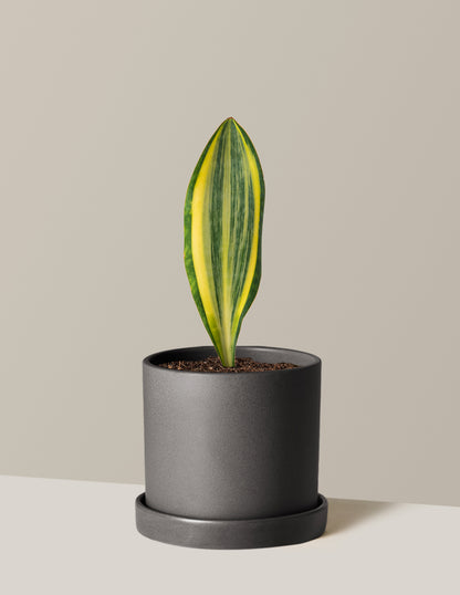 Variegated Whale Fin Snake Plant