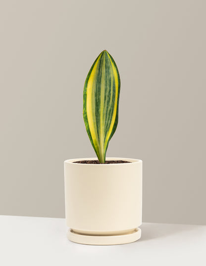 Variegated Whale Fin Snake Plant