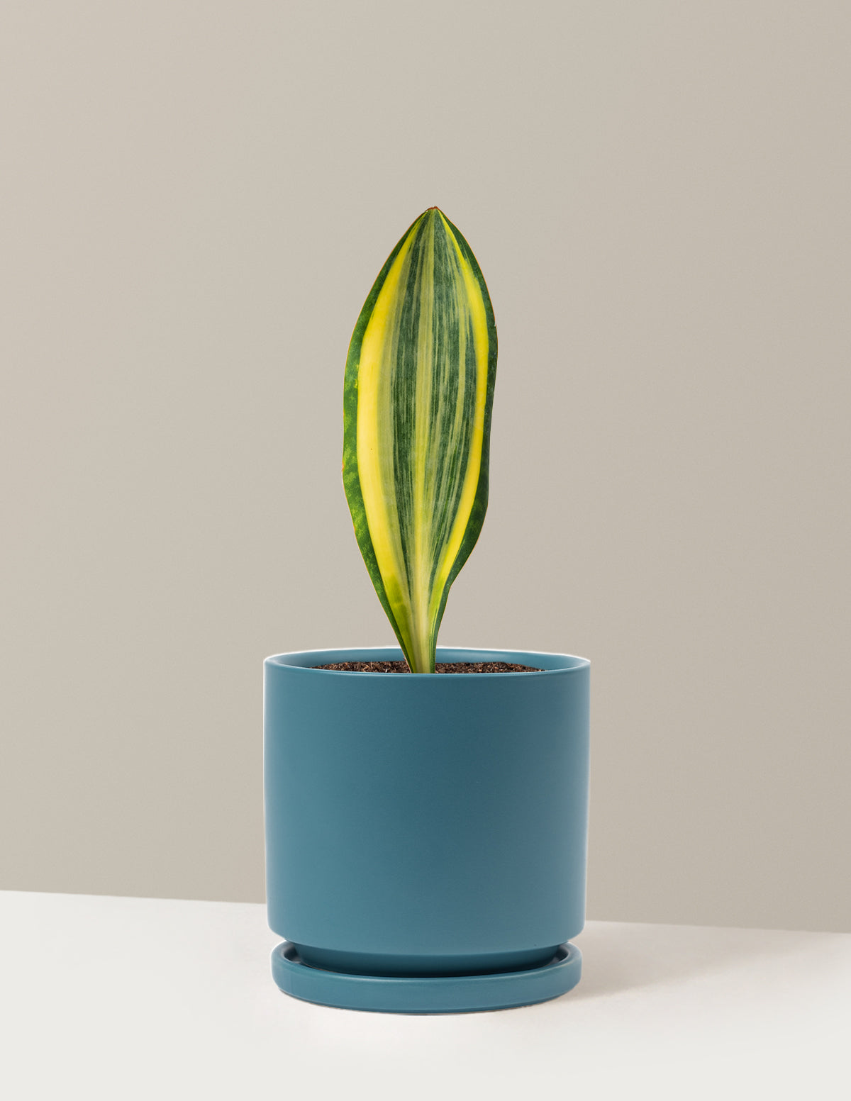 bundle | Medium | Isabella | Antique Teal