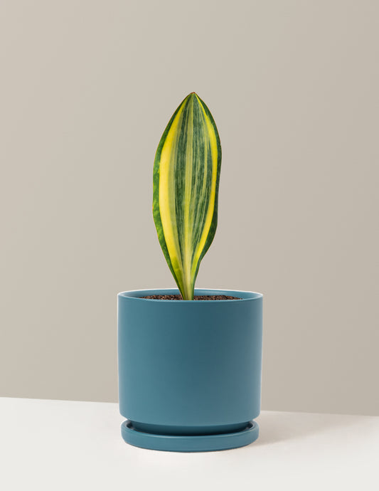 Variegated Whale Fin Snake Plant