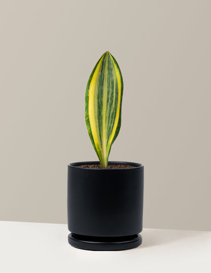 Variegated Whale Fin Snake Plant
