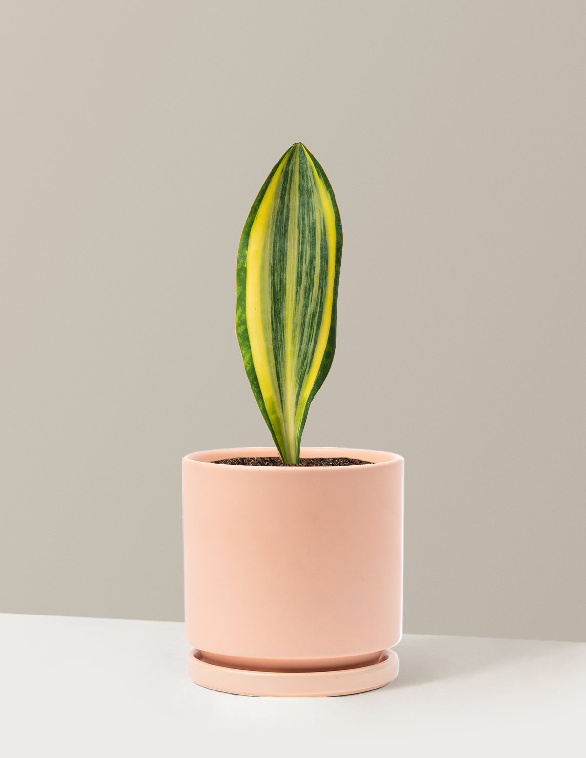 Variegated Whale Fin Snake Plant