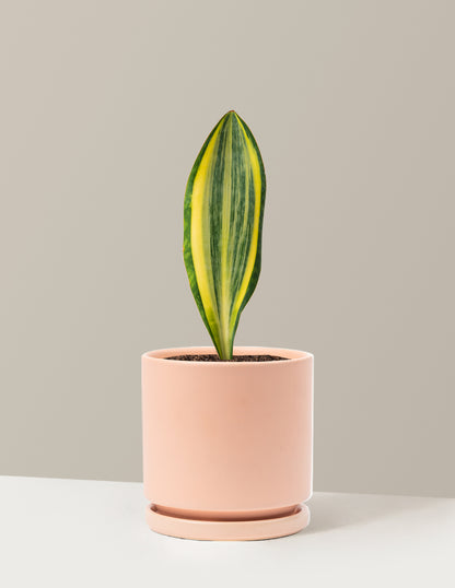 Variegated Whale Fin Snake Plant