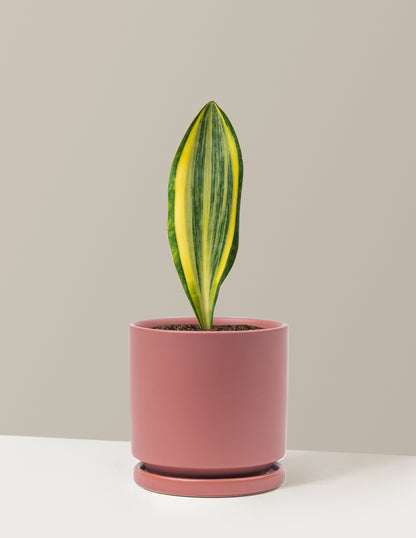 Variegated Whale Fin Snake Plant