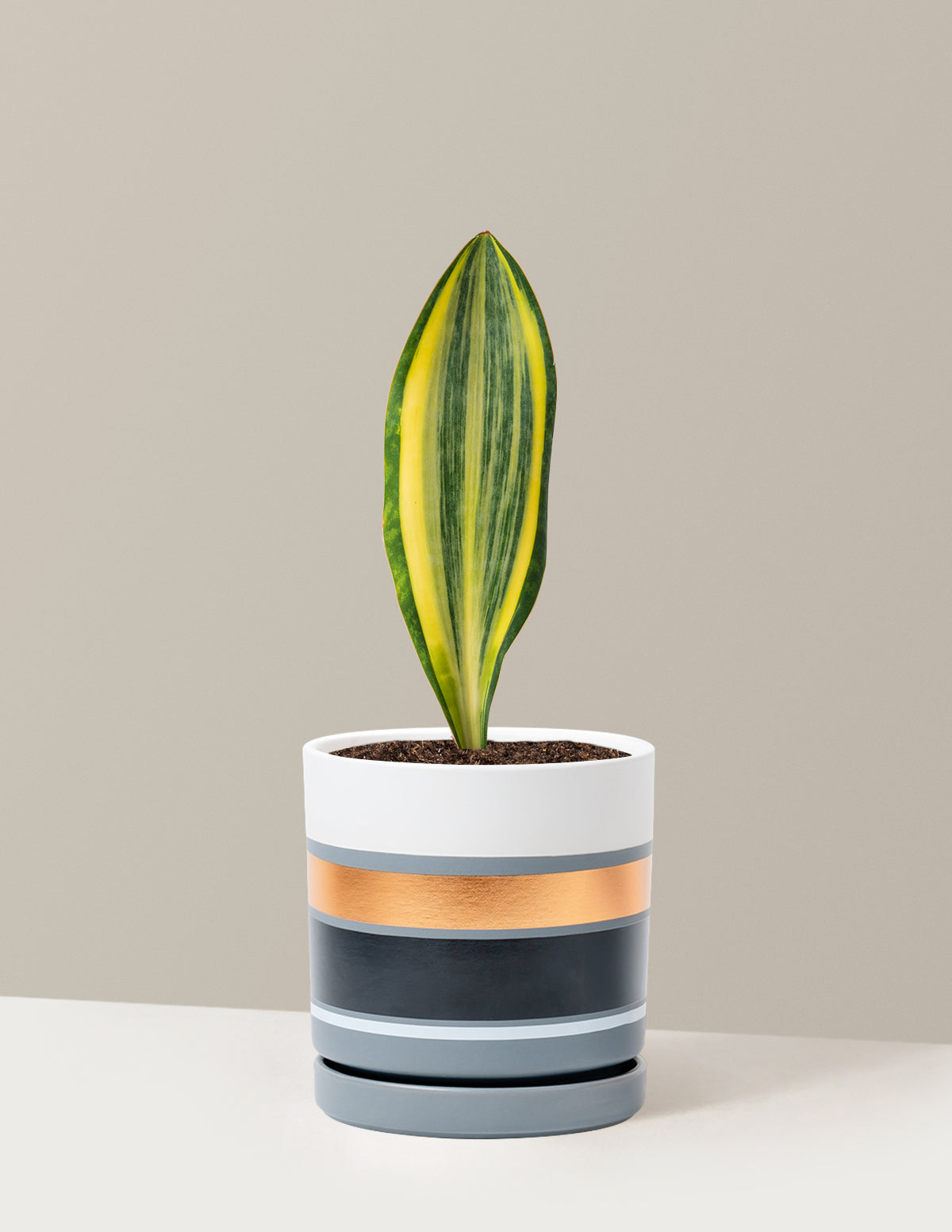 Variegated Whale Fin Snake Plant