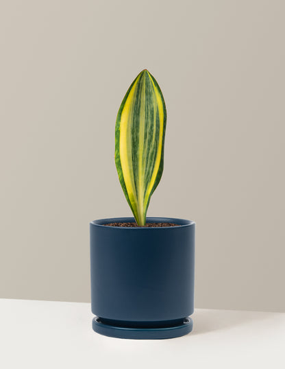 Variegated Whale Fin Snake Plant