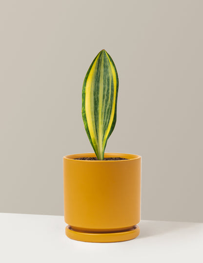 Variegated Whale Fin Snake Plant
