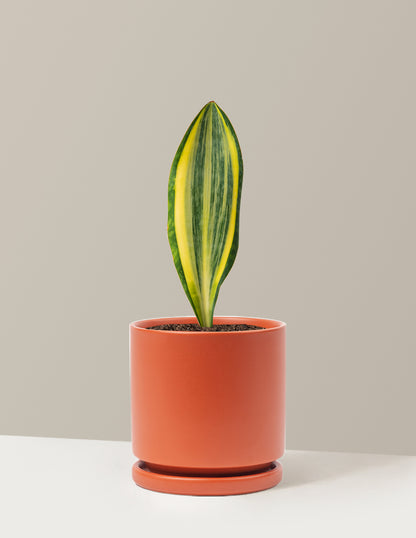 sansevieria rust Variegated Whale Fin Snake Plant | Houseplants for Delivery