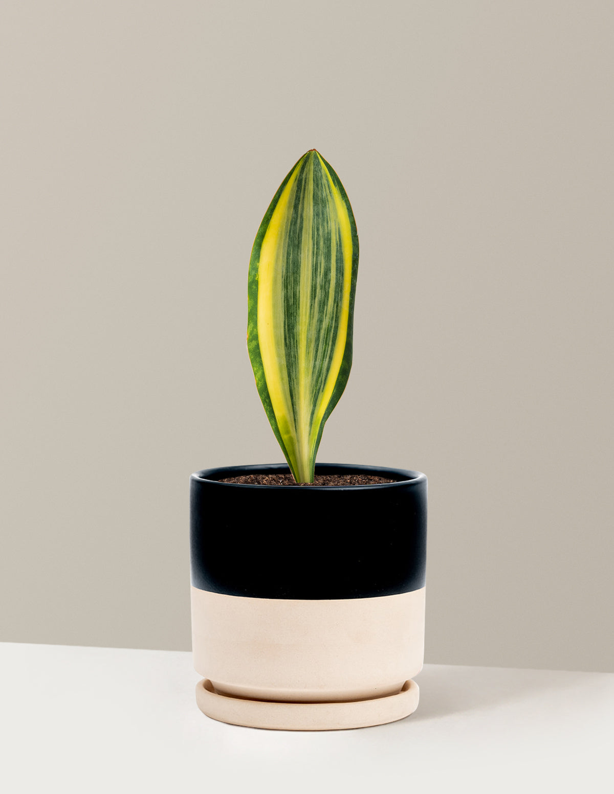 Variegated Whale Fin Snake Plant