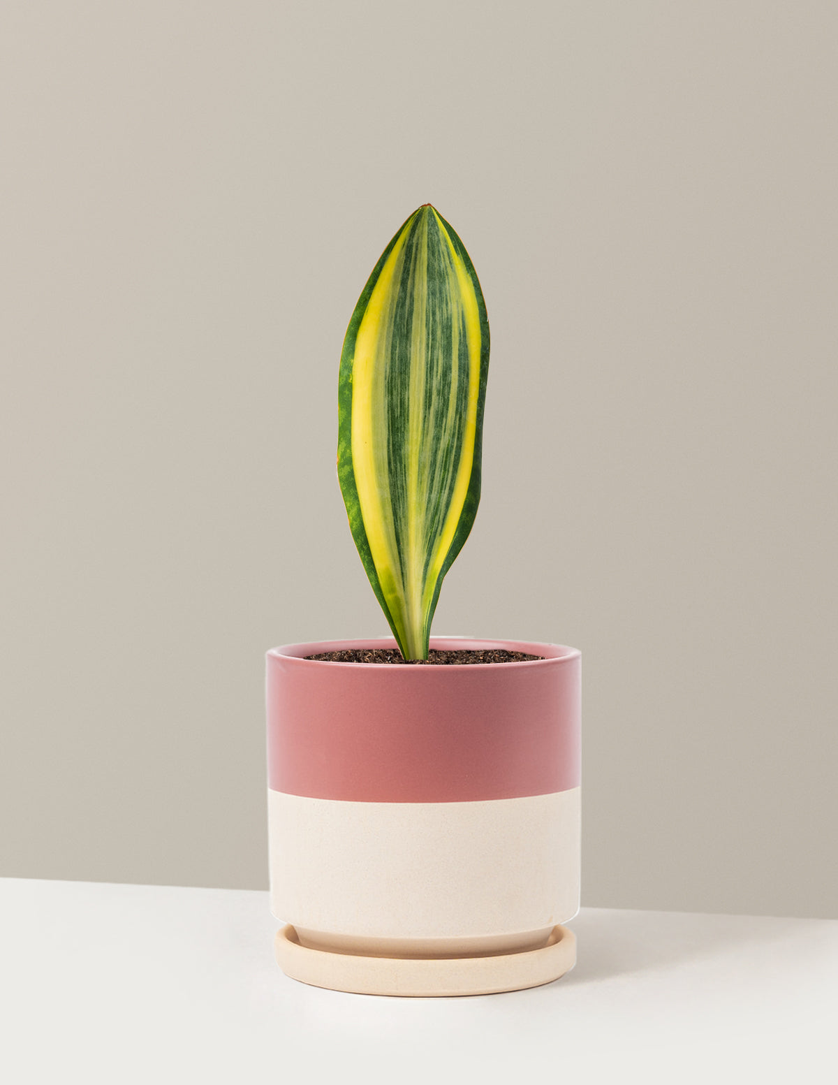 Variegated Whale Fin Snake Plant