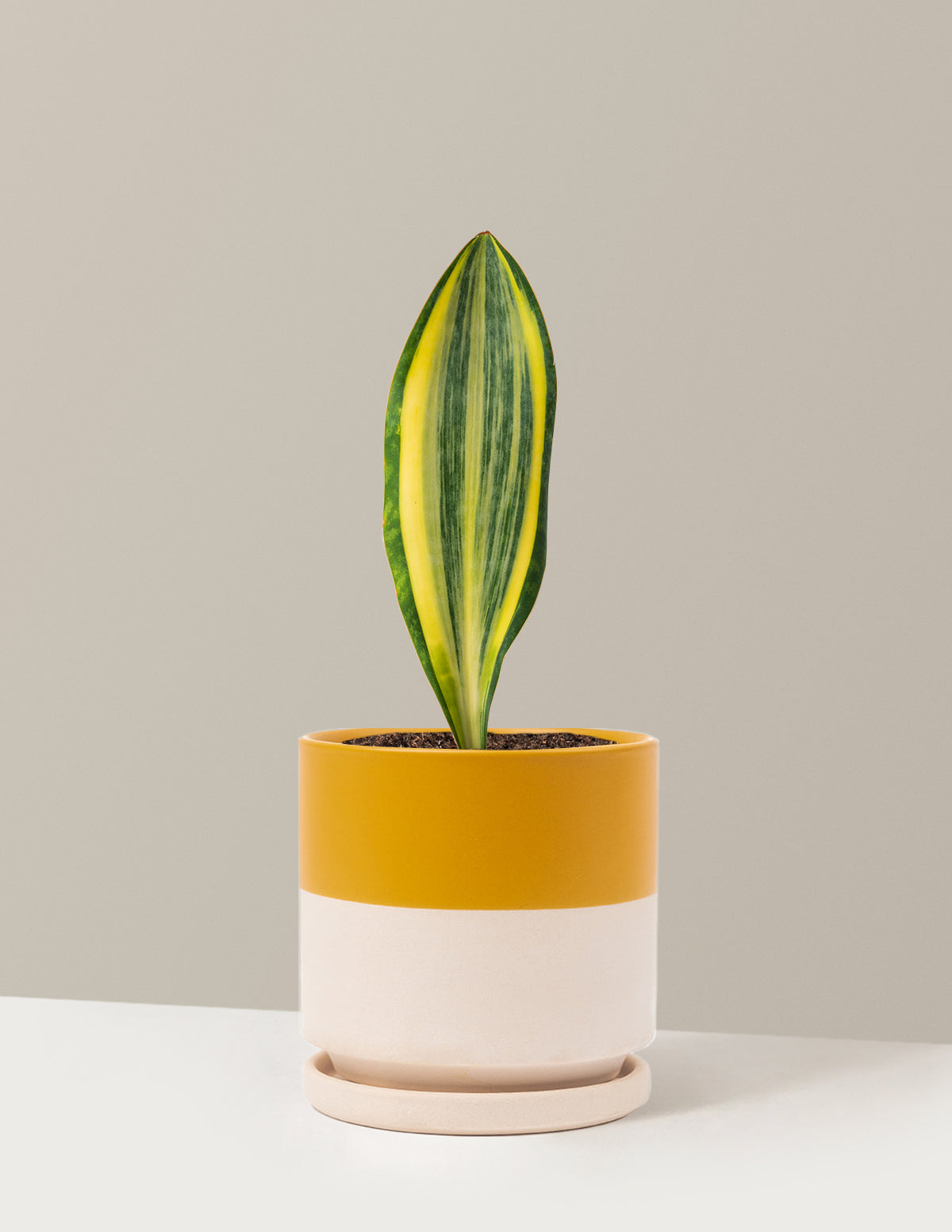 Variegated Whale Fin Snake Plant