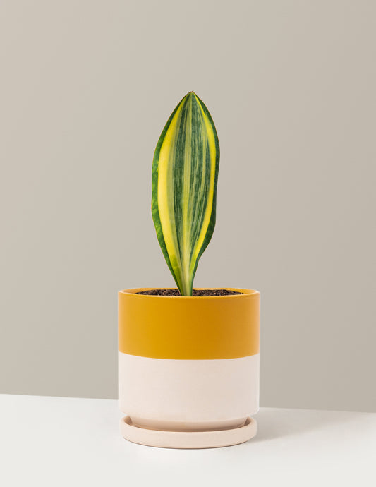 Variegated Whale Fin Snake Plant